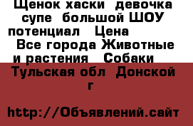 Щенок хаски, девочка супе, большой ШОУ потенциал › Цена ­ 50 000 - Все города Животные и растения » Собаки   . Тульская обл.,Донской г.